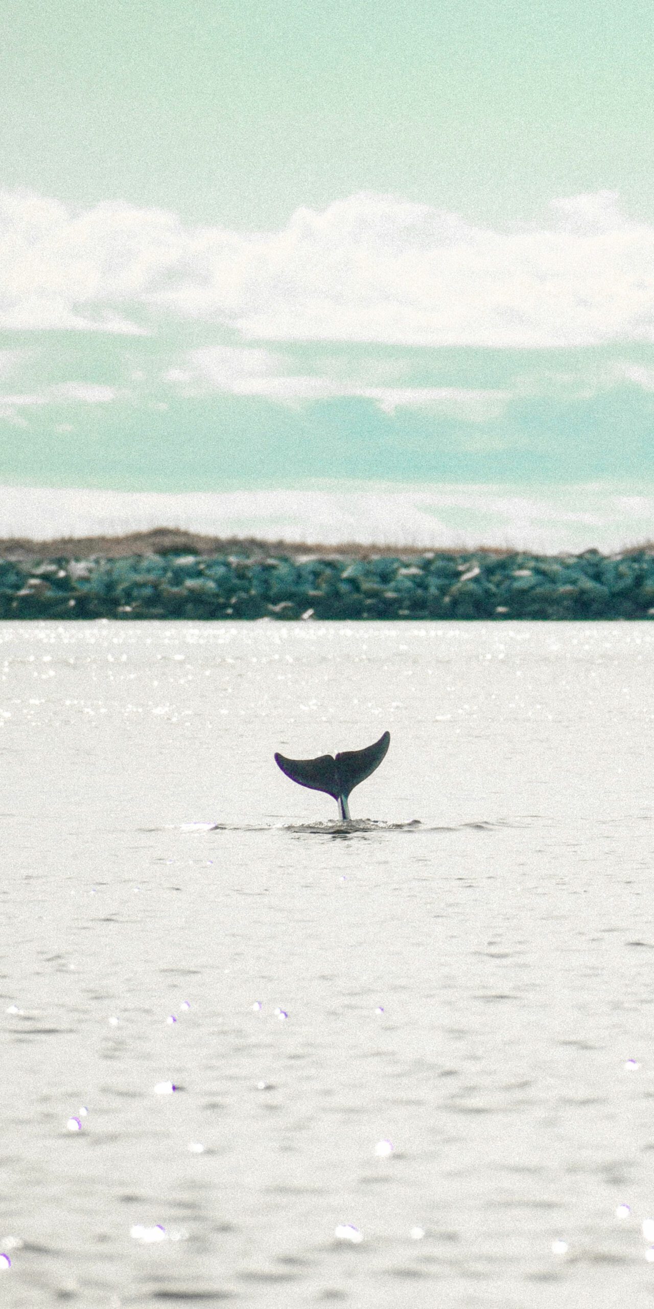 HomeMainSmallWhale